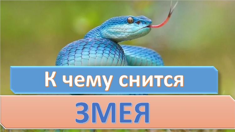 К Чему Снится Змея: Толкование и Символика в Сонниках