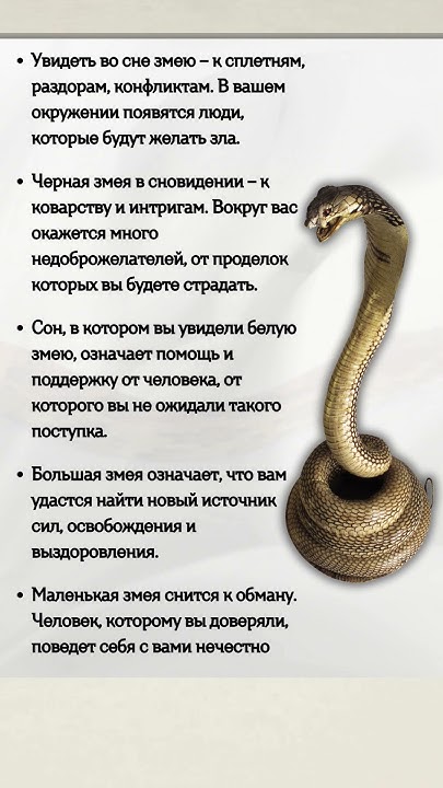 К Чему Снится Змея: Толкование и Символика в Сонниках