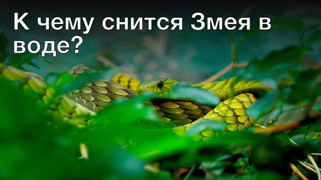 К Чему Снится Змея: Толкование и Символика в Сонниках